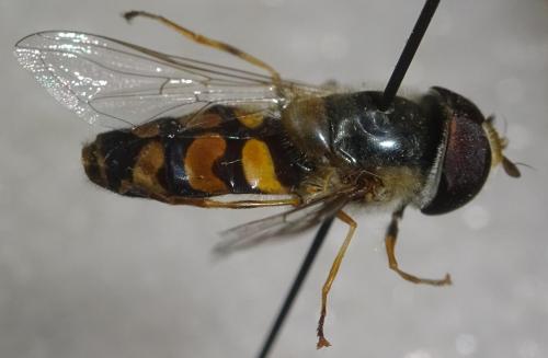 Scaeva dignota